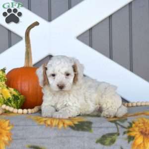 Silo, Cavapoo Puppy