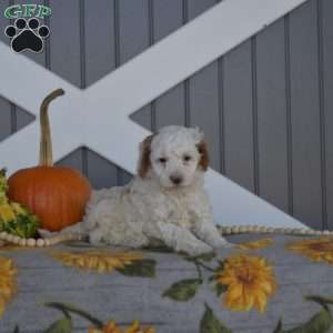 Silo, Cavapoo Puppy