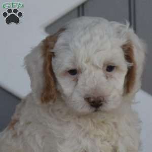 Silo, Cavapoo Puppy