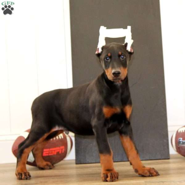 Simba, Doberman Pinscher Puppy