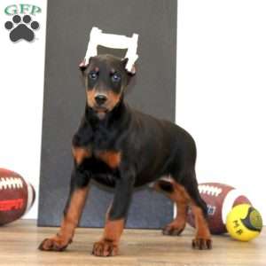 Simba, Doberman Pinscher Puppy