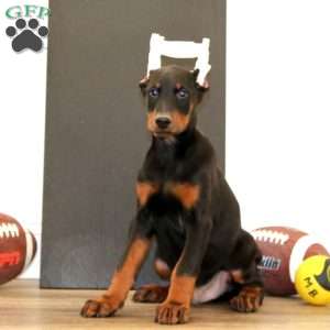 Simba, Doberman Pinscher Puppy