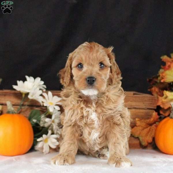 Simon, Cavapoo Puppy