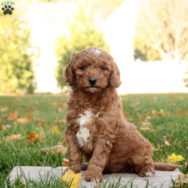 Simon, Mini Goldendoodle Puppy