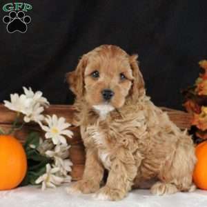 Simon, Cavapoo Puppy