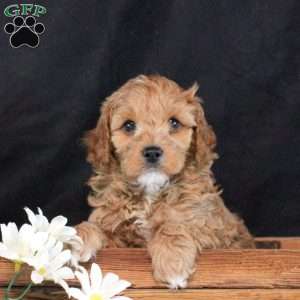 Simon, Cavapoo Puppy