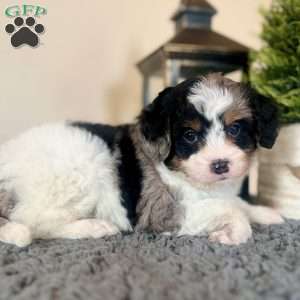 Skittles, Mini Bernedoodle Puppy