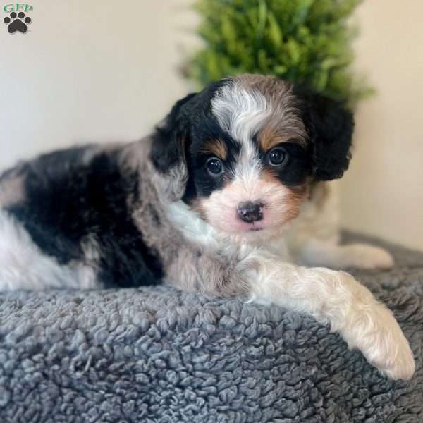 Skittles, Mini Bernedoodle Puppy