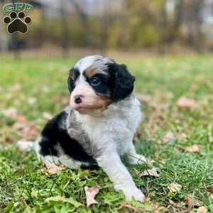 Skittles, Mini Bernedoodle Puppy