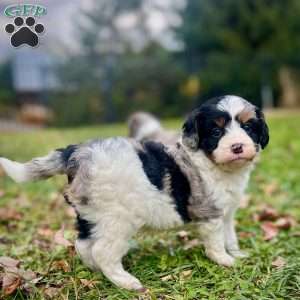 Skittles, Mini Bernedoodle Puppy