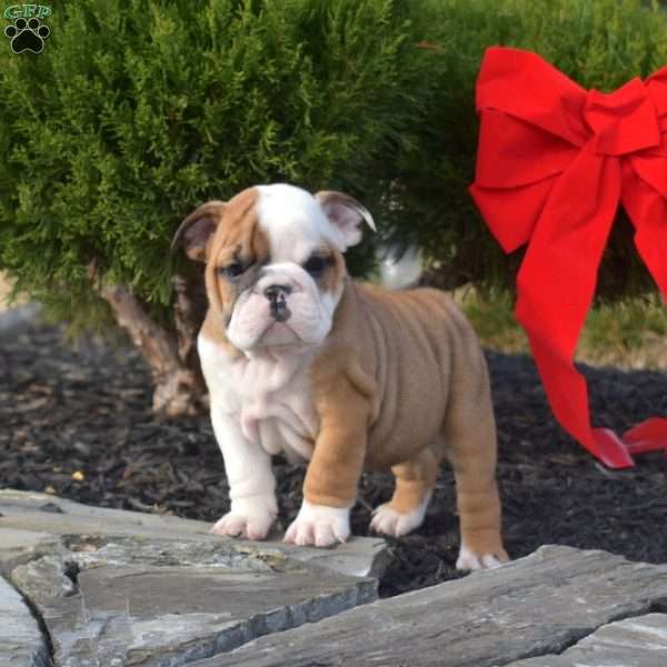 Sky, English Bulldog Puppy