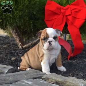 Sky, English Bulldog Puppy