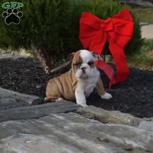 Sky, English Bulldog Puppy