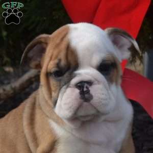 Sky, English Bulldog Puppy