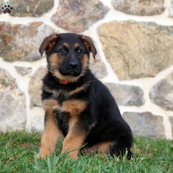 Skyler, German Shepherd Puppy