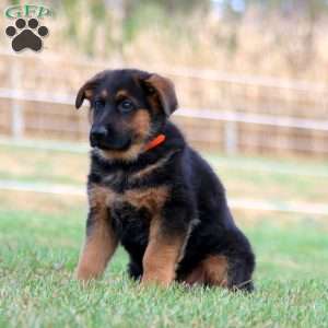 Skyler, German Shepherd Puppy