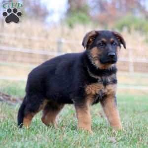 Skyler, German Shepherd Puppy