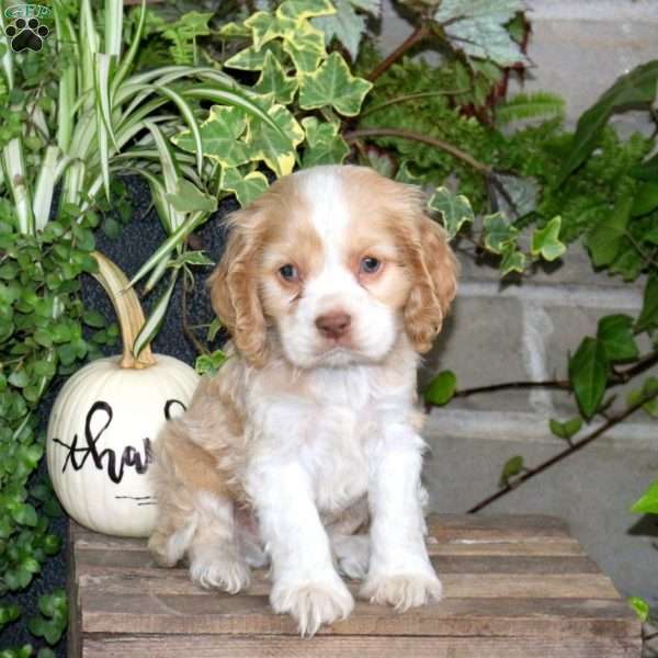 Smartie, Cocker Spaniel Puppy