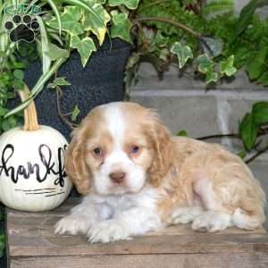 Smartie, Cocker Spaniel Puppy