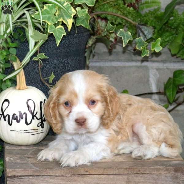 Smartie, Cocker Spaniel Puppy