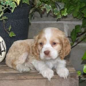 Smartie, Cocker Spaniel Puppy