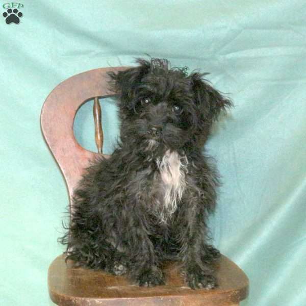 Smokey, Miniature Poodle Puppy