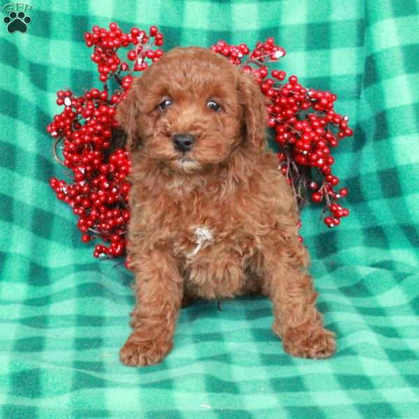 Smokey, Miniature Poodle Puppy