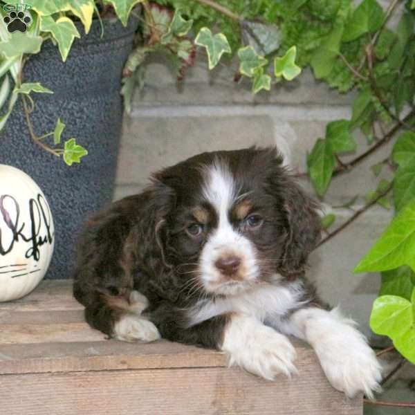 Smoothie, Cocker Spaniel Puppy