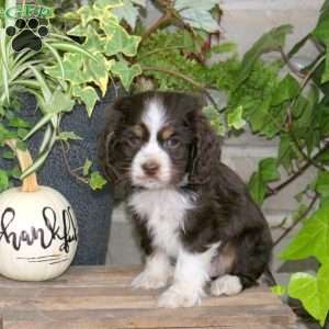 Smoothie, Cocker Spaniel Puppy