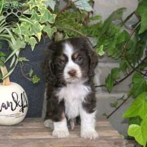 Smoothie, Cocker Spaniel Puppy