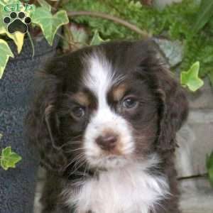 Smoothie, Cocker Spaniel Puppy