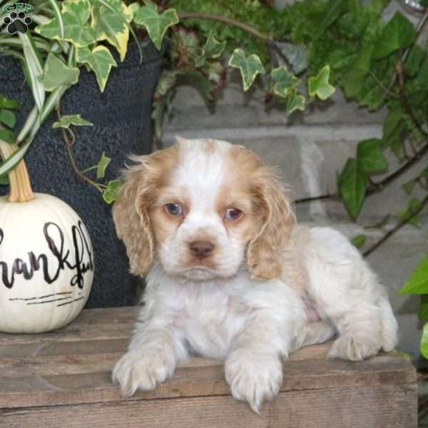 Smudge, Cocker Spaniel Puppy