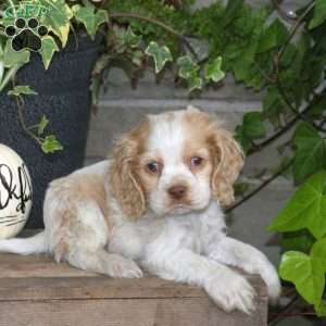 Smudge, Cocker Spaniel Puppy