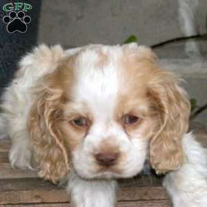 Smudge, Cocker Spaniel Puppy