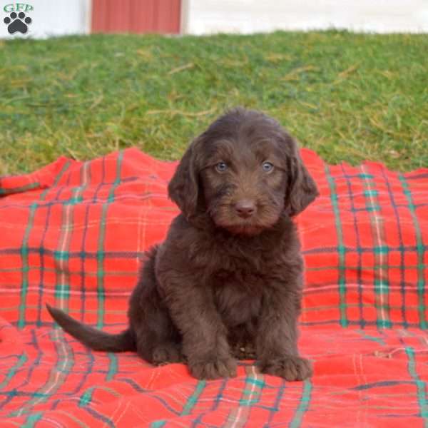 Snickerdoodle, Labradoodle Puppy