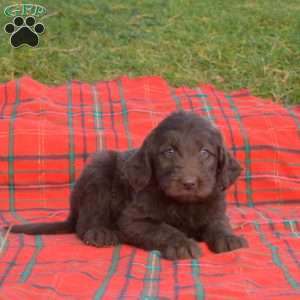 Snickerdoodle, Labradoodle Puppy