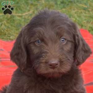 Snickerdoodle, Labradoodle Puppy