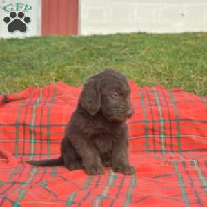 Snickerdoodle, Labradoodle Puppy