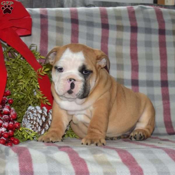 Snickers, English Bulldog Puppy