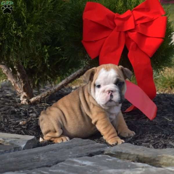 Snickers, English Bulldog Puppy