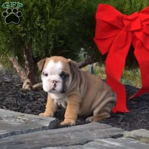 Snickers, English Bulldog Puppy