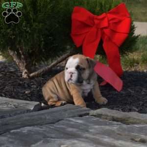 Snickers, English Bulldog Puppy