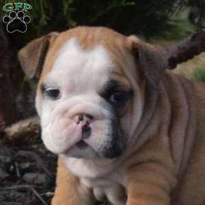 Snickers, English Bulldog Puppy