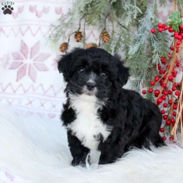 Snickers, Mini Bernedoodle Puppy