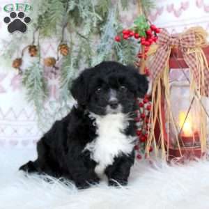 Snickers, Mini Bernedoodle Puppy