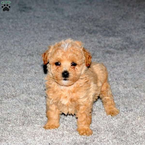 Snoopy, Maltipoo Puppy