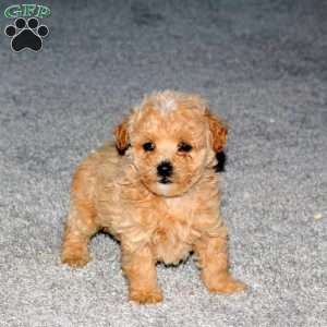 Snoopy, Maltipoo Puppy