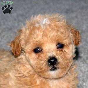 Snoopy, Maltipoo Puppy