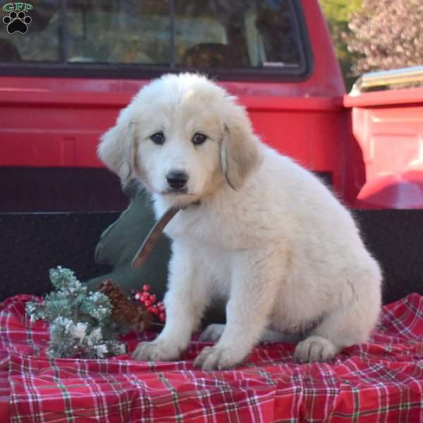 Snow, Great Pyrenees Puppy