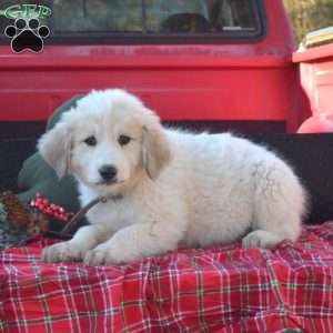 Snow, Great Pyrenees Puppy